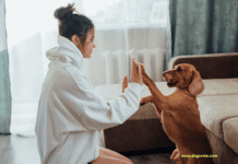 19 Most Loyal Dog Breeds + Their Life Span & Health 19 Most Loyal Dog Breeds + Their Life Span & Health