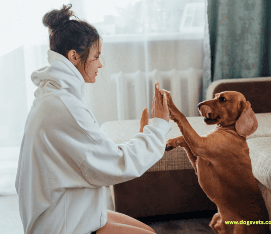 19 Most Loyal Dog Breeds + Their Life Span & Health 19 Most Loyal Dog Breeds + Their Life Span & Health
