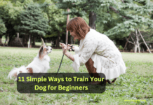 11 Simple Ways to Train Your Dog for Beginners + Video 11 Simple Ways to Train Your Dog for Beginners