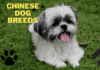 Chinese Dog Breeds: 15 Unique Breeds, Lifespan, Tips & Health Chinese Dog Breeds: 18 Unique Breeds, Lifespan, Tips & Health