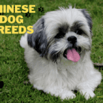 Chinese Dog Breeds: 15 Unique Breeds, Lifespan, Tips & Health Chinese Dog Breeds: 18 Unique Breeds, Lifespan, Tips & Health