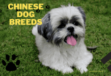Chinese Dog Breeds: 15 Unique Breeds, Lifespan, Tips & Health Chinese Dog Breeds: 18 Unique Breeds, Lifespan, Tips & Health