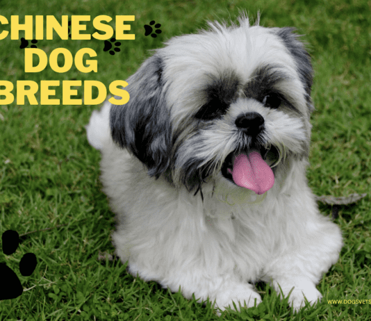 Chinese Dog Breeds: 15 Unique Breeds, Lifespan, Tips & Health Chinese Dog Breeds: 18 Unique Breeds, Lifespan, Tips & Health