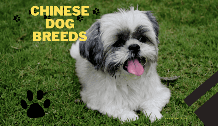 Raças de cães chineses: 18 raças exclusivas, expectativa de vida, dicas e saúde