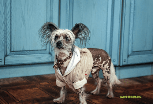 Chinese Crested Aja