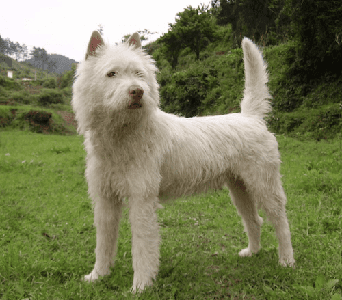 Куче Xiasi