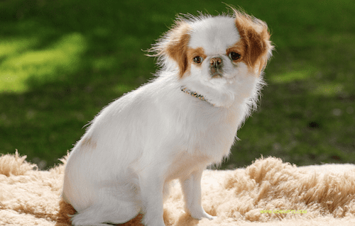 Японско куче с брадичка