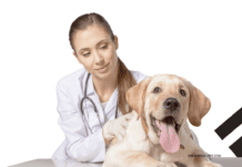 How to Find the Best Veterinarian for Your Dog in Sacramento How to Find the Best Veterinarian for Your Dog in Sacramento
