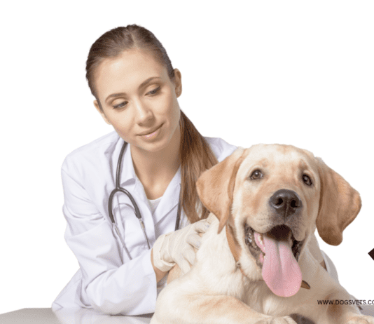 How to Find the Best Veterinarian for Your Dog in Sacramento How to Find the Best Veterinarian for Your Dog in Sacramento