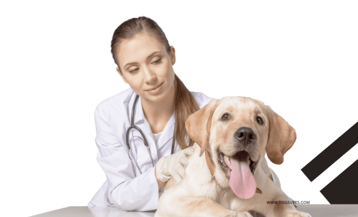 Comment trouver le meilleur vétérinaire pour votre chien à Sacramento