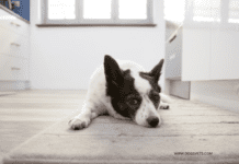 Tips for Caring for a Dog as a College Student Tips for Caring for a Dog as a College Student