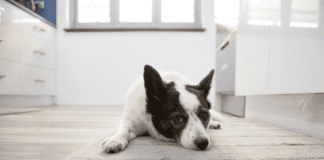 Tips for Caring for a Dog as a College Student Tips for Caring for a Dog as a College Student