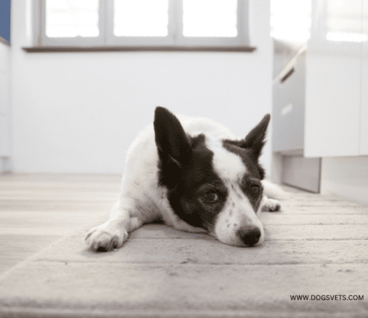 Tips for Caring for a Dog as a College Student Tips for Caring for a Dog as a College Student