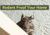 Rodent Proof your Home