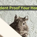 Rodent Proof your Home