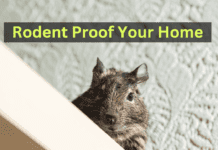 Rodent Proof your Home Rodent Proof your Home