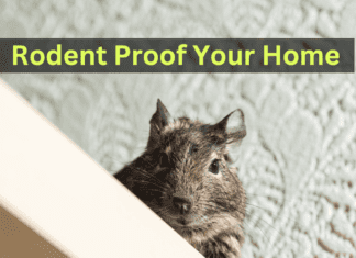 Rodent Proof your Home Rodent Proof your Home
