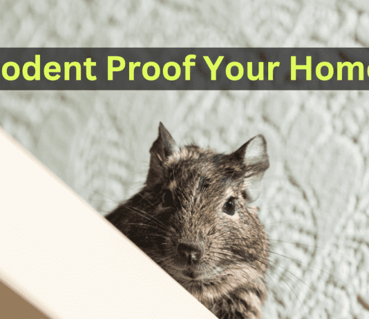 Rodent Proof your Home Rodent Proof your Home
