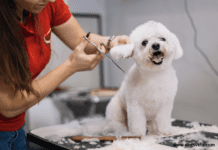 Dog Grooming Tables that Support an Ergonomic Design Dog Grooming Tables that Support an Ergonomic Design