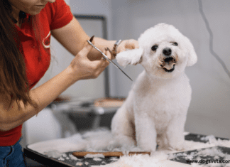 Dog Grooming Tables that Support an Ergonomic Design