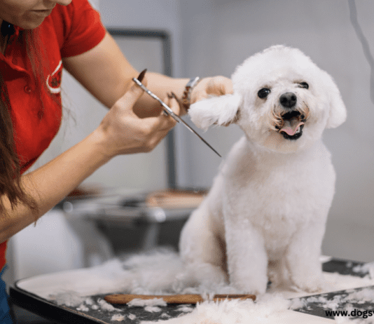 Dog Grooming Tables that Support an Ergonomic Design Dog Grooming Tables that Support an Ergonomic Design