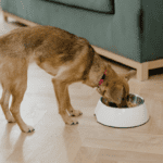 What to Do if Your Dog Eats Something They Shouldn’t What to Do if Your Dog Eats Something They Shouldn't