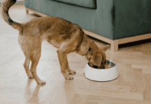 What to Do if Your Dog Eats Something They Shouldn’t What to Do if Your Dog Eats Something They Shouldn't