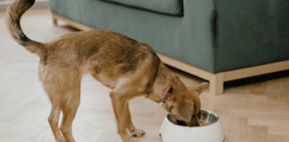 What to Do if Your Dog Eats Something They Shouldn’t What to Do if Your Dog Eats Something They Shouldn't