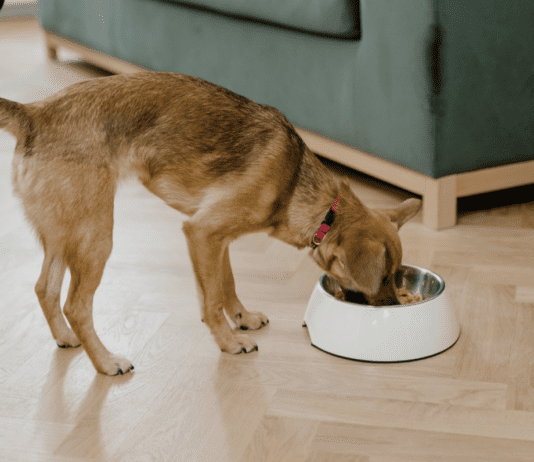 What to Do if Your Dog Eats Something They Shouldn’t What to Do if Your Dog Eats Something They Shouldn't