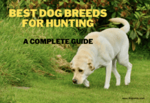 9 Best Dog Breeds for Hunting: A Complete Guide and Tips 9 Best Dog Breeds for Hunting: A Complete Guide and Tips