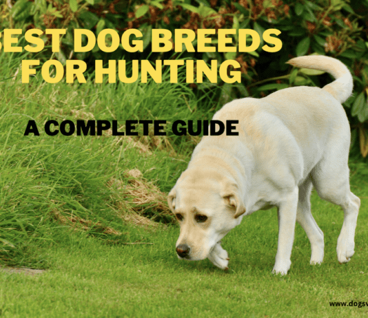 9 Best Dog Breeds for Hunting: A Complete Guide and Tips 9 Best Dog Breeds for Hunting: A Complete Guide and Tips