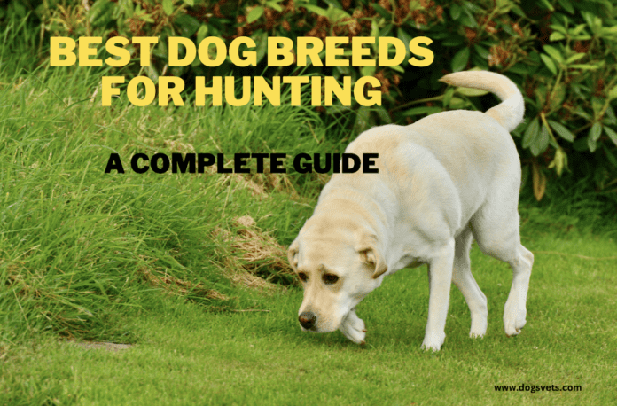 9 najboljših pasem psov za lov: popoln vodnik in nasveti
