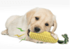 The Ultimate Guide to Choosing the Right Dog Toy The Ultimate Guide to Choosing the Right Dog Toy