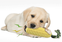 The Ultimate Guide to Choosing the Right Dog Toy The Ultimate Guide to Choosing the Right Dog Toy