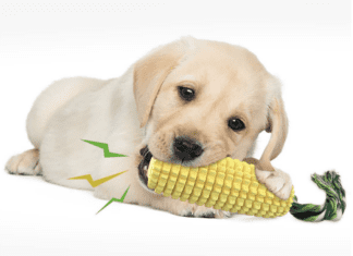 The Ultimate Guide to Choosing the Right Dog Toy