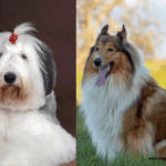 Discover 15 Long Hair Dog Breeds – Lifespan, and Grooming Tips Discover 15 Long Hair Dog Breeds - Lifespan, and Grooming Tips