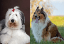 Discover 15 Long Hair Dog Breeds – Lifespan, and Grooming Tips Discover 15 Long Hair Dog Breeds - Lifespan, and Grooming Tips