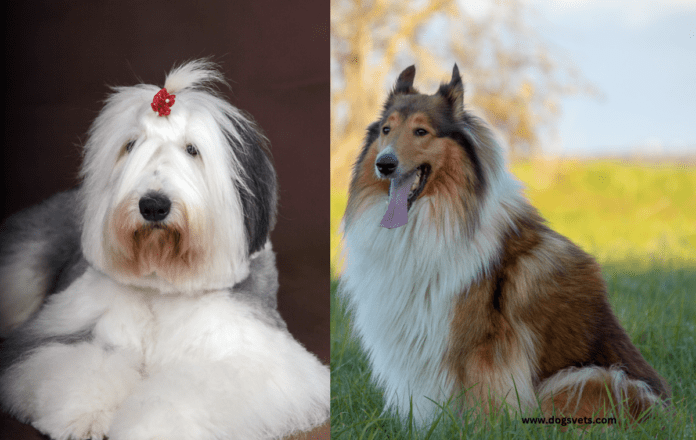 15 Reveles Long Hair Dog Breeds - Lifespan, et Grooming Apicibus