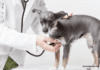 How to choose a vet for your dog