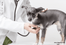 How to choose a vet for your dog How to choose a vet for your dog