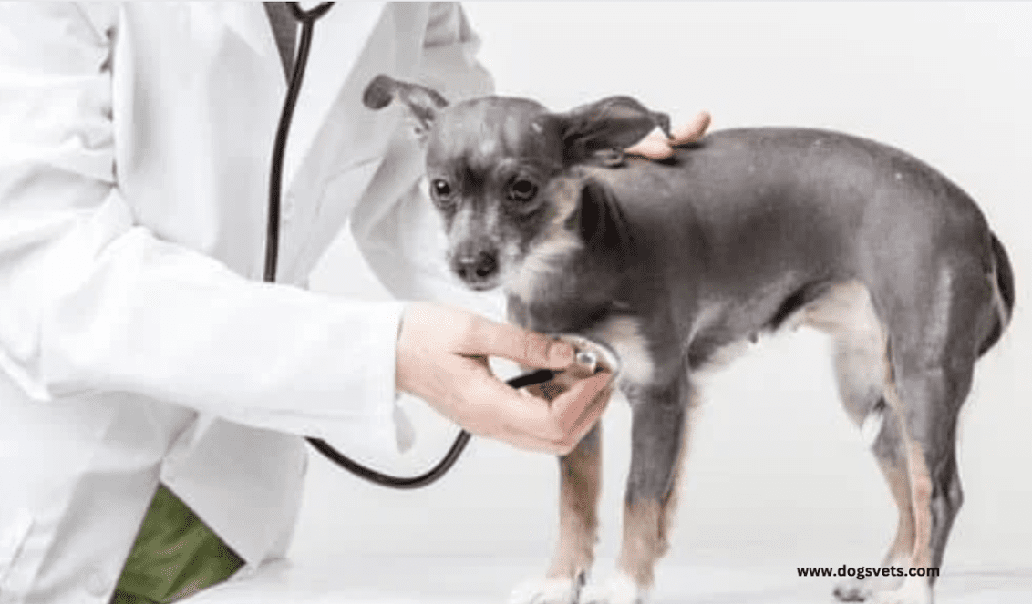 How to choose a vet for your dog