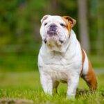8 English Bulldog Food Are Healthy and Energy-Boosting