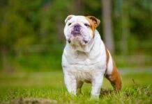 8 English Bulldog Food Are Healthy and Energy-Boosting 8 English Bulldog Food Are Healthy and Energy-Boosting