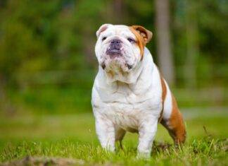 8 English Bulldog Food Are Healthy and Energy-Boosting