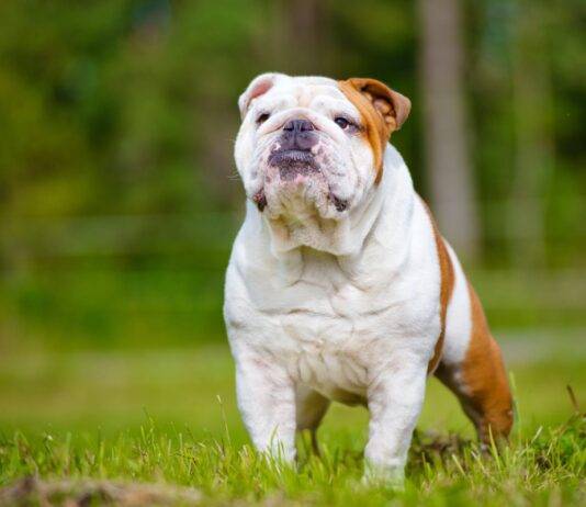 8 English Bulldog Food Are Healthy and Energy-Boosting 8 English Bulldog Food Are Healthy and Energy-Boosting