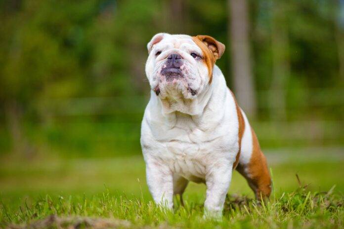 8 Il cibo del bulldog inglese è salutare e stimola l'energia