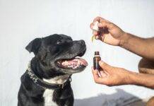 Understanding the Benefits of CBD for Pets Understanding the Benefits of CBD for Pets