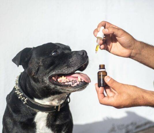 Understanding the Benefits of CBD for Pets Understanding the Benefits of CBD for Pets