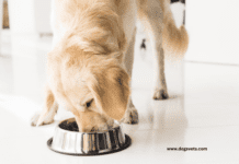Canine Cuisine: Explore the World of Dog Food Canine Cuisine: Explore the World of Dog Food