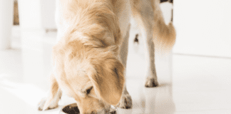 Canine Cuisine: Explore the World of Dog Food Canine Cuisine: Explore the World of Dog Food